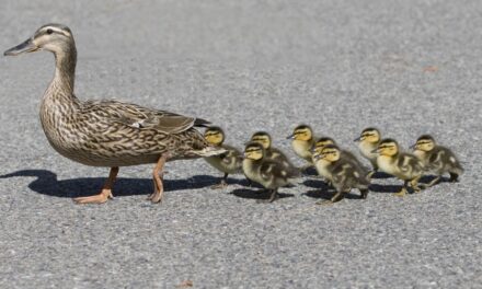 Ρωσία: Οικογένεια από πάπιες βολτάρει σε λεωφόρο της Μόσχας – Το video που έγινε viral