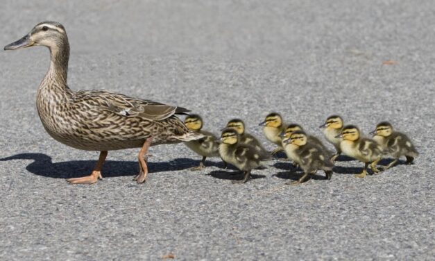 Ρωσία: Οικογένεια από πάπιες βολτάρει σε λεωφόρο της Μόσχας – Το video που έγινε viral