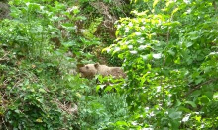 Μικρό Πάπιγκο: Αρκουδάκι συμβιώνει εδώ και ένα μήνα μαζί με τους κατοίκους!