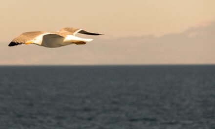 Το ελληνικό καλοκαίρι μέσα από 25 υπέροχες φωτογραφίες