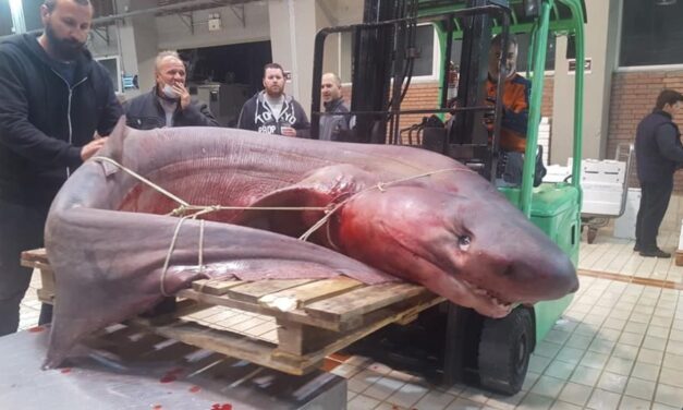Καβάλα: Ψάρεψαν καρχαριοειδές 330 κιλών