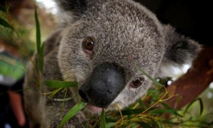 Αυστραλία: Φιλομαθές κοάλα βολτάρει στα κλειστά σχολεία (video)
