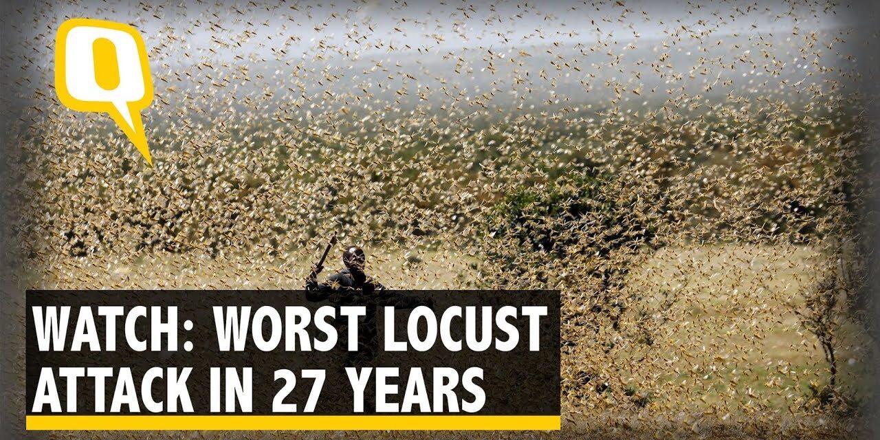 Εκατομμύρια ακρίδες κάνουν επιδρομή στην Ινδία – Απειλούν τις προμήθειες τροφίμων