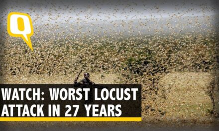 Εκατομμύρια ακρίδες κάνουν επιδρομή στην Ινδία – Απειλούν τις προμήθειες τροφίμων