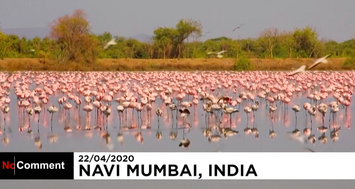 Ινδία: Χιλιάδες ροζ φλαμίνγκο κατέκλυσαν τη Βομβάη – Μοναδικές εικόνες