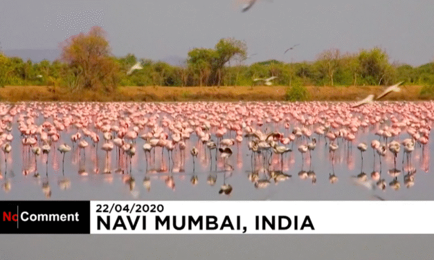 Ινδία: Χιλιάδες ροζ φλαμίνγκο κατέκλυσαν τη Βομβάη – Μοναδικές εικόνες