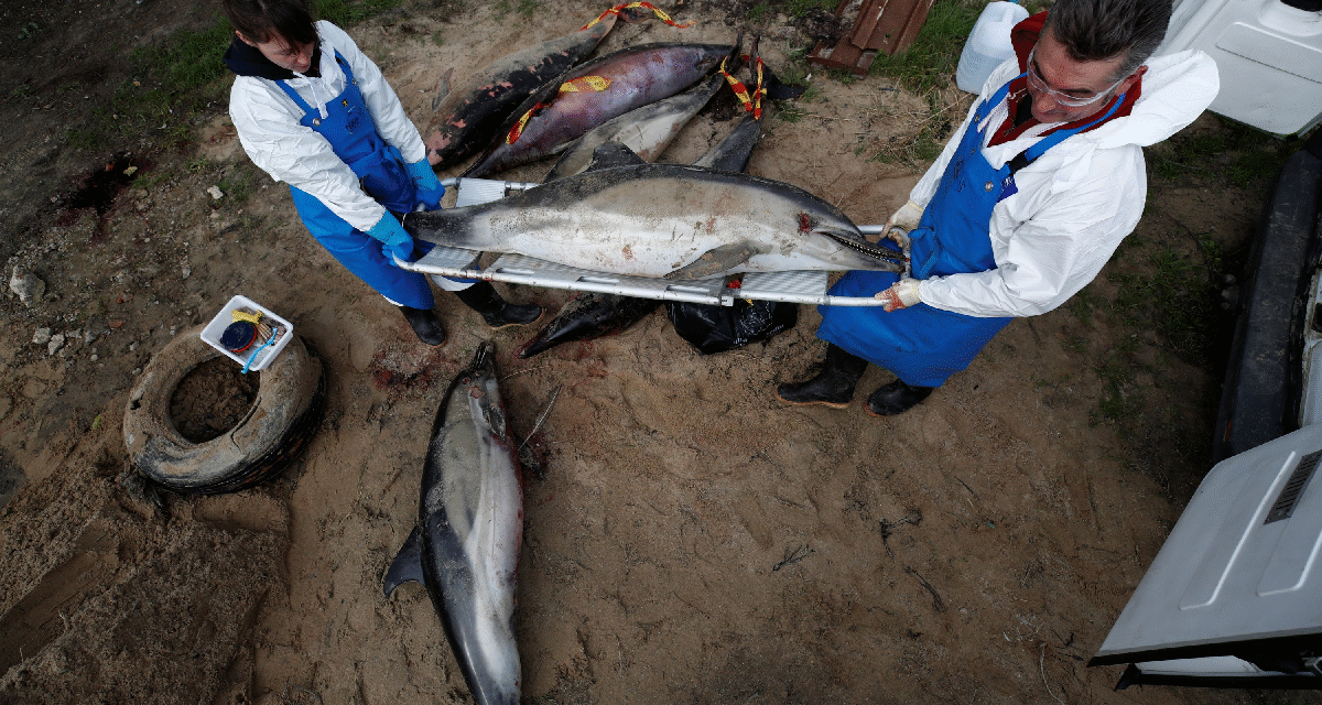 Γαλλία: Εκατοντάδες νεκρά δελφίνια ξεβράζονται στις ακτές