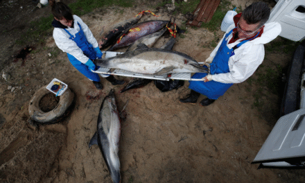 Γαλλία: Εκατοντάδες νεκρά δελφίνια ξεβράζονται στις ακτές