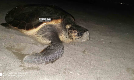 Η στιγμή που χελώνα caretta caretta γεννά τα αυγά της σε παραλία στο Ναύπλιο – Σπάνιο video