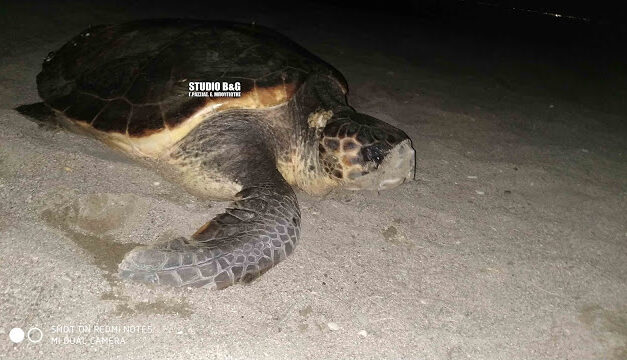 Η στιγμή που χελώνα caretta caretta γεννά τα αυγά της σε παραλία στο Ναύπλιο – Σπάνιο video