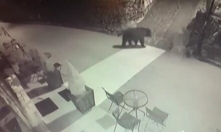 Κόνιτσα: Αρκούδα βγήκε…για ποτό στο χωριό Δίστρατο! (video)