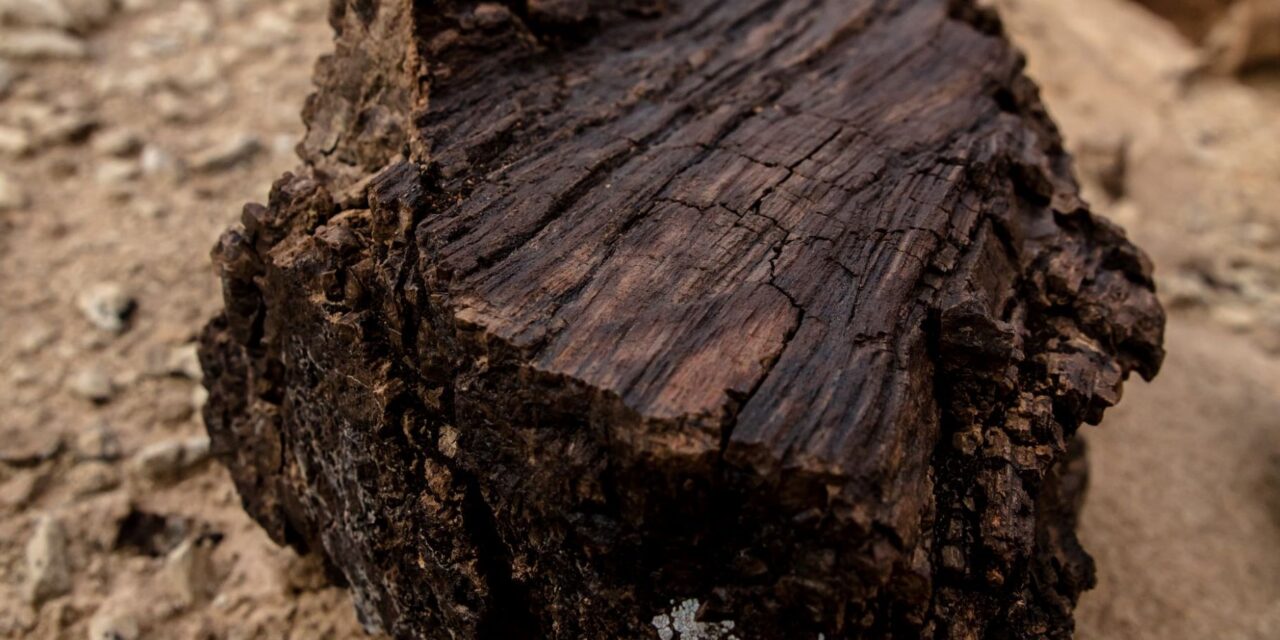 Εντυπωσιακή ανακάλυψη: Βρέθηκε γιγαντιαίος κορμός απολιθωμένου δένδρου στη Λήμνο