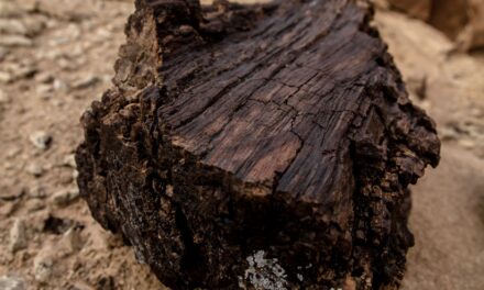 Εντυπωσιακή ανακάλυψη: Βρέθηκε γιγαντιαίος κορμός απολιθωμένου δένδρου στη Λήμνο