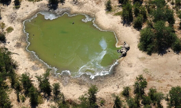 Αφρική: Μυστήριο με εκατοντάδες νεκρούς ελέφαντες – Γιατί ανησυχούν οι επιστήμονες