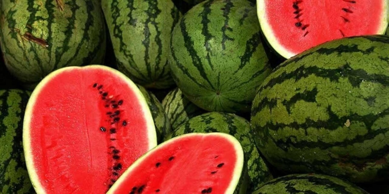 Κιλκίς: Καρπούζια μεγαλώνουν «ακούγοντας»… Μότσαρτ και Μπετόβεν