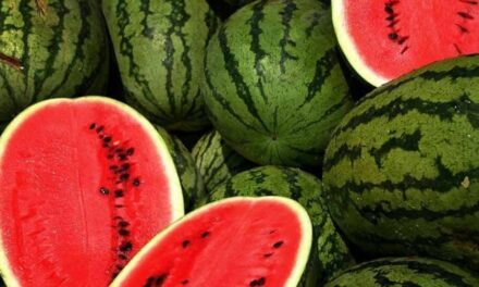 Κιλκίς: Καρπούζια μεγαλώνουν «ακούγοντας»… Μότσαρτ και Μπετόβεν