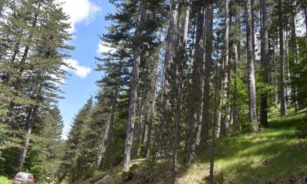 Καλοκαίρι στο βουνό και φύγαμε για… Βάλια Κάλντα