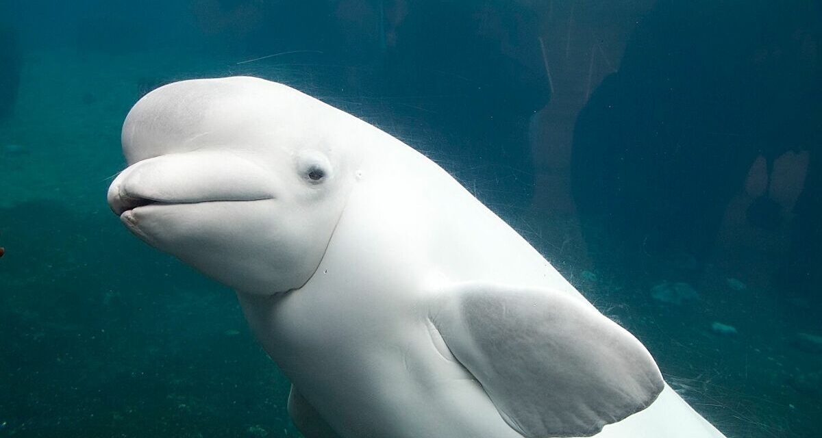 Τα λευκά δελφίνια επέστρεψαν στα νερά του Χονγκ Κονγκ μετά το lockdown (video)