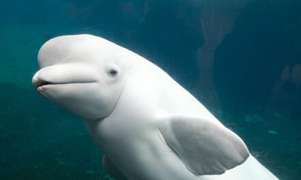 Τα λευκά δελφίνια επέστρεψαν στα νερά του Χονγκ Κονγκ μετά το lockdown (video)