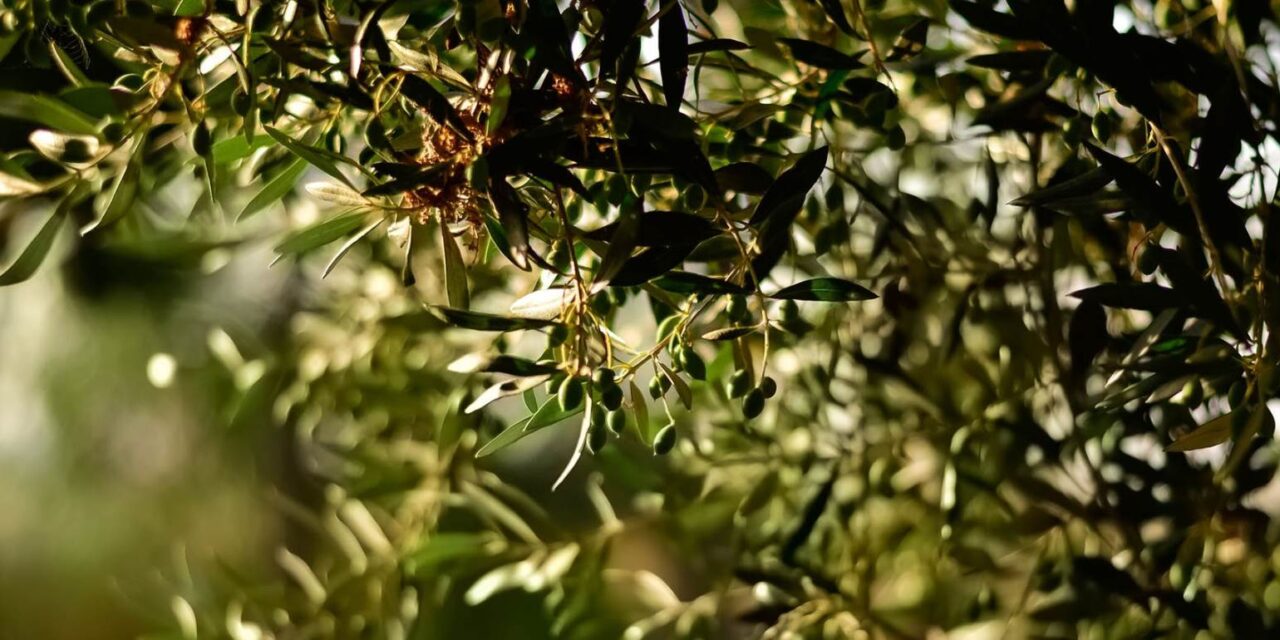 Χανιά: Γερμανικό τηλεοπτικό δίκτυο ετοιμάζει ντοκιμαντέρ για το κρητικό λάδι