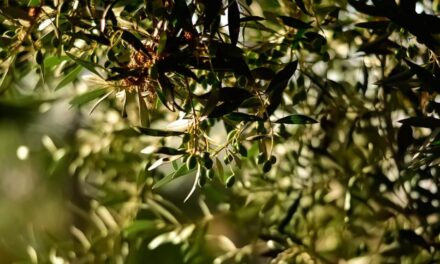 Χανιά: Γερμανικό τηλεοπτικό δίκτυο ετοιμάζει ντοκιμαντέρ για το κρητικό λάδι