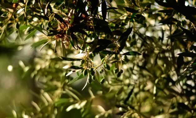 Χανιά: Γερμανικό τηλεοπτικό δίκτυο ετοιμάζει ντοκιμαντέρ για το κρητικό λάδι