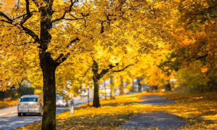 5+1 tips για ασφαλή οδήγηση το φθινόπωρο