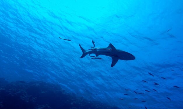 Αυστραλία: Καρχαρίας δάγκωσε θανάσιμα σέρφερ σε δημοφιλή παραλία