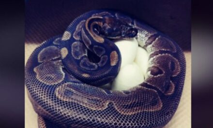 Μυστήριο στις ΗΠΑ: Ηλικιωμένος πύθωνας σε ζωολογικό κήπο γέννησε αυγά