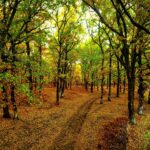 Φολόη: Ένα παραμυθένιο δάσος στην καρδιά της Πελοποννήσου