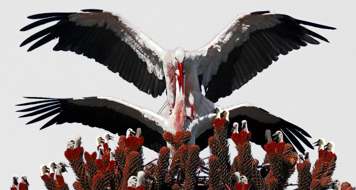 Η Στέγη του Ιδρύματος Ωνάση μετατρέπεται σε κλαμπ με μπουρμπουλήθρες και ντραμς – Ένα νέο θεατρικό φεστιβάλ γεννιέται