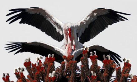 Η Στέγη του Ιδρύματος Ωνάση μετατρέπεται σε κλαμπ με μπουρμπουλήθρες και ντραμς – Ένα νέο θεατρικό φεστιβάλ γεννιέται