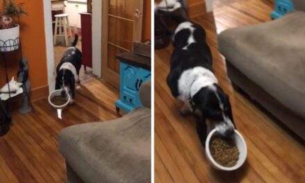 Αξιαγάπητος σκύλος απολαμβάνει τις μικρές χαρές της ζωής και γίνεται viral – Δείτε γιατί