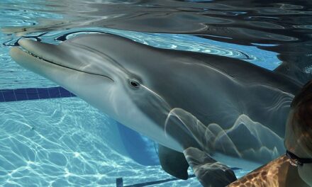 Δελφίνια-ρομπότ αντί για αληθινά: Έτσι θα είναι τα θεματικά πάρκα στο μέλλον