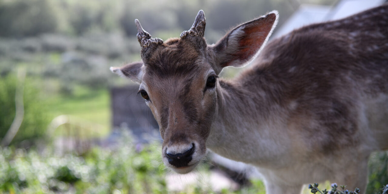 Πάρνηθα: Ελάφι παραλίγο να πεθάνει επειδή επισκέπτες το τάισαν τυρόπιτα και γαριδάκια