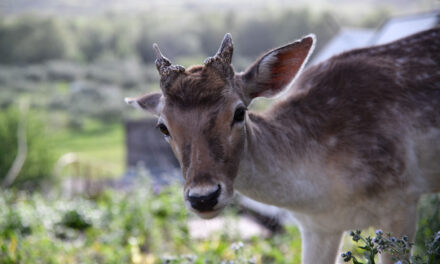 Πάρνηθα: Ελάφι παραλίγο να πεθάνει επειδή επισκέπτες το τάισαν τυρόπιτα και γαριδάκια
