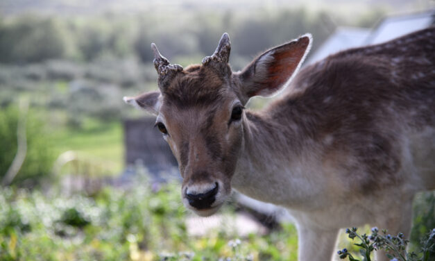 Πάρνηθα: Ελάφι παραλίγο να πεθάνει επειδή επισκέπτες το τάισαν τυρόπιτα και γαριδάκια