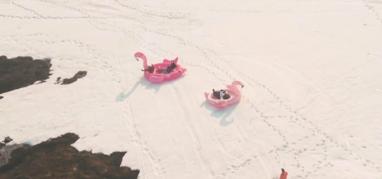 Νορβηγία: Κατέβηκαν τη χιονισμένη πλαγιά με τεράστιο φουσκωτό ροζ φλαμίνγκο