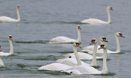 Φλόριντα: Δήμος πουλά τους κύκνους του γιατί είναι πολυέξοδοι