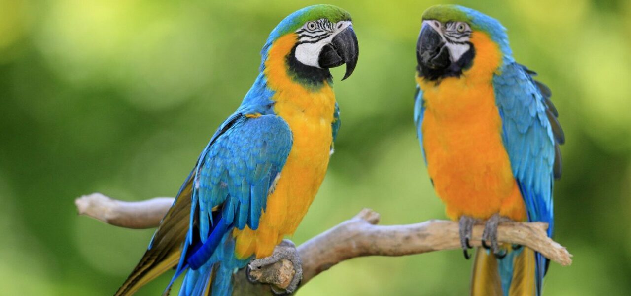 Ζωολογικός κήπος απέσυρε πέντε παπαγάλους επειδή έβριζαν επισκέπτες!