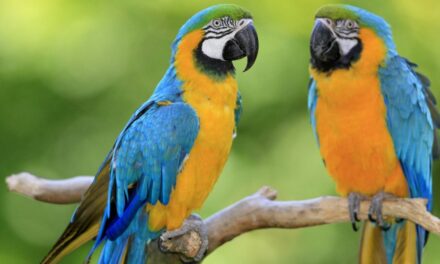 Ζωολογικός κήπος απέσυρε πέντε παπαγάλους επειδή έβριζαν επισκέπτες!