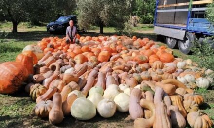 Παραγωγός από την Καλαμπάκα μιλά για το Halloween στην Ελλάδα – Αύξηση της ζήτησης διακοσμητικής κολοκύθας