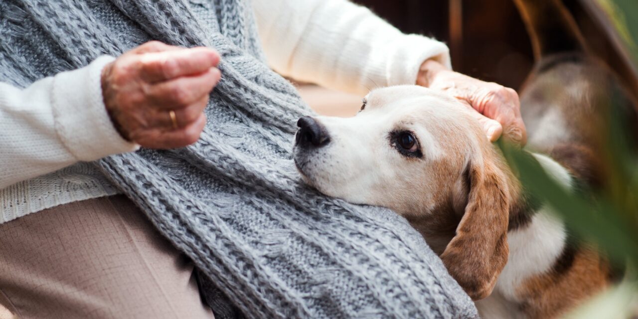 “Pet Partners of Hellas”: Σκύλοι-θεραπευτές προσφέρουν ανιδιοτελή αγάπη σε ευπαθείς ομάδες