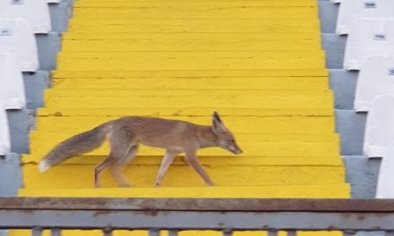 Μυτιλήνη: Αλεπού πήγε βόλτα στο στάδιο και… παρακολούθησε προπόνηση