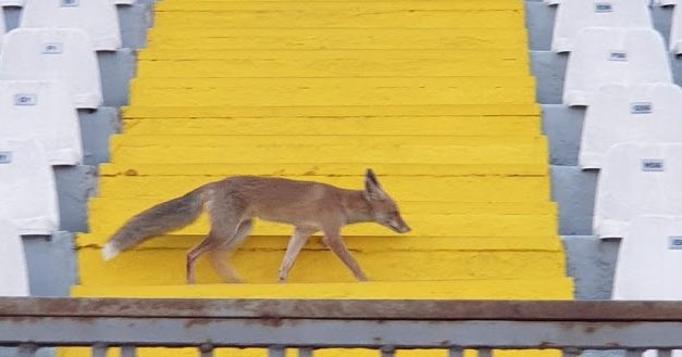 Μυτιλήνη: Αλεπού πήγε βόλτα στο στάδιο και… παρακολούθησε προπόνηση