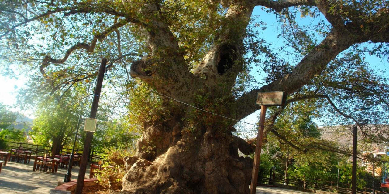 Το ορεινό χωριουδάκι της Κρήτης με τον γηραιότερο πλάτανο του κόσμου