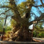 Το ορεινό χωριουδάκι της Κρήτης με τον γηραιότερο πλάτανο του κόσμου