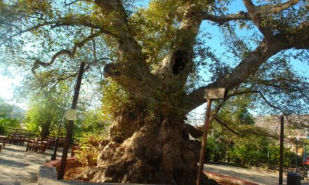 Το ορεινό χωριουδάκι της Κρήτης με τον γηραιότερο πλάτανο του κόσμου
