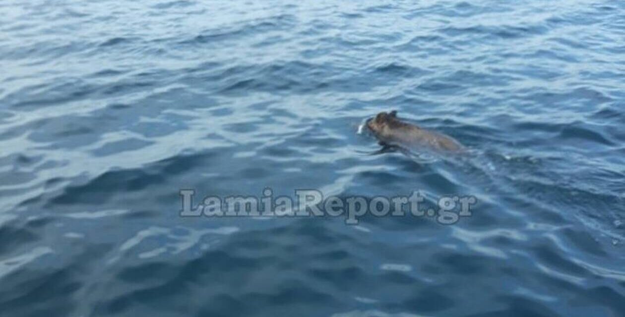 Φθιώτιδα: Αγριογούρουνο κολυμπούσε στα ανοιχτά – Οι ψαράδες δεν πίστευαν στα μάτια τους