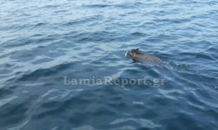 Φθιώτιδα: Αγριογούρουνο κολυμπούσε στα ανοιχτά – Οι ψαράδες δεν πίστευαν στα μάτια τους